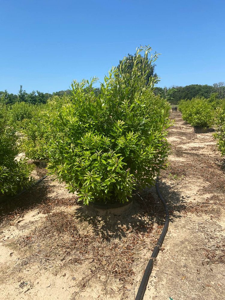 myrica-cerifera-southern-wax-myrtle-southern-bayberry-morella-cerifera
