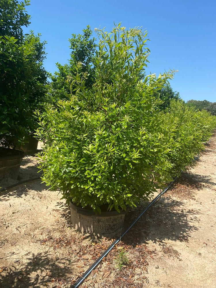 myrica-cerifera-southern-wax-myrtle-southern-bayberry-morella-cerifera