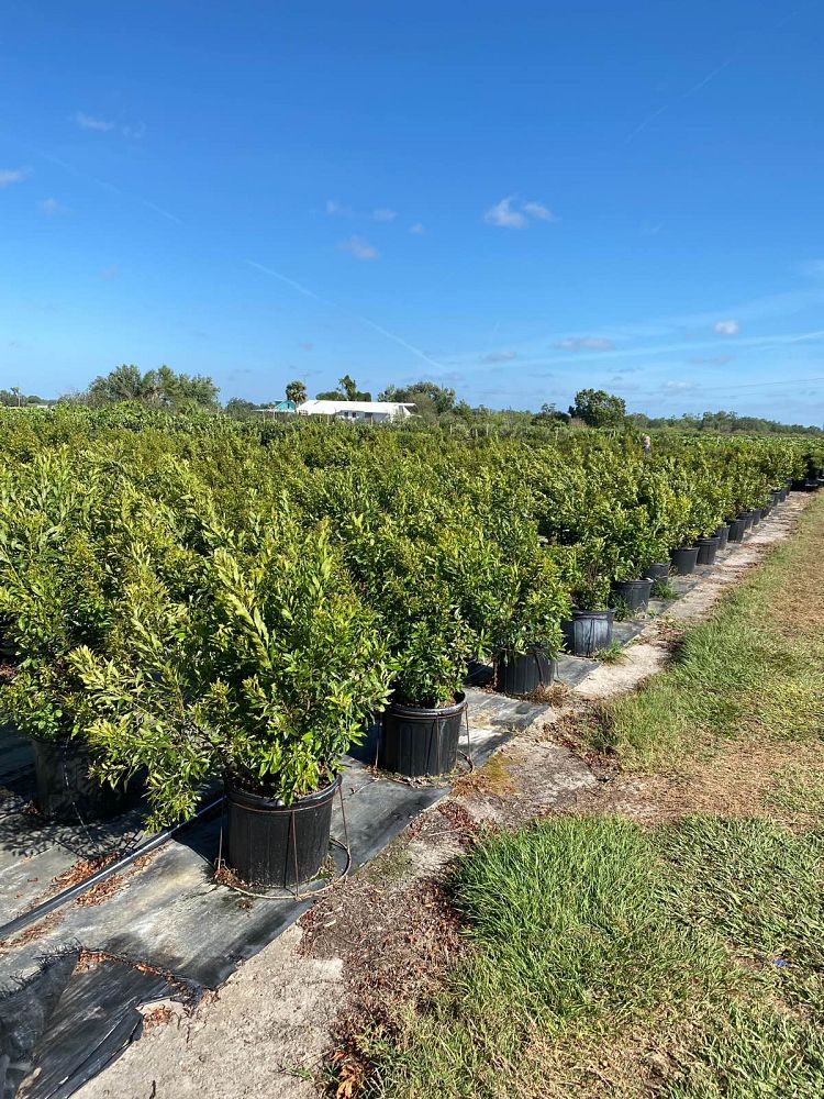 myrica-cerifera-southern-wax-myrtle-southern-bayberry-morella-cerifera