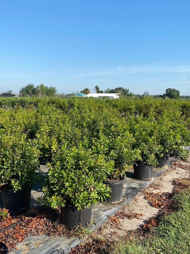 myrica-cerifera-southern-wax-myrtle-southern-bayberry-morella-cerifera