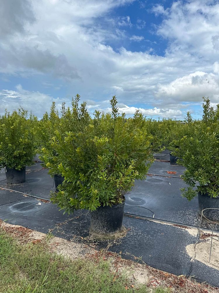 myrica-cerifera-southern-wax-myrtle-southern-bayberry-morella-cerifera