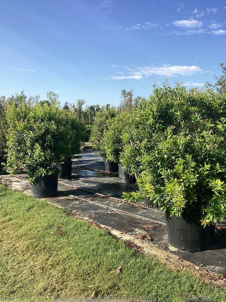 myrica-cerifera-southern-wax-myrtle-southern-bayberry-morella-cerifera