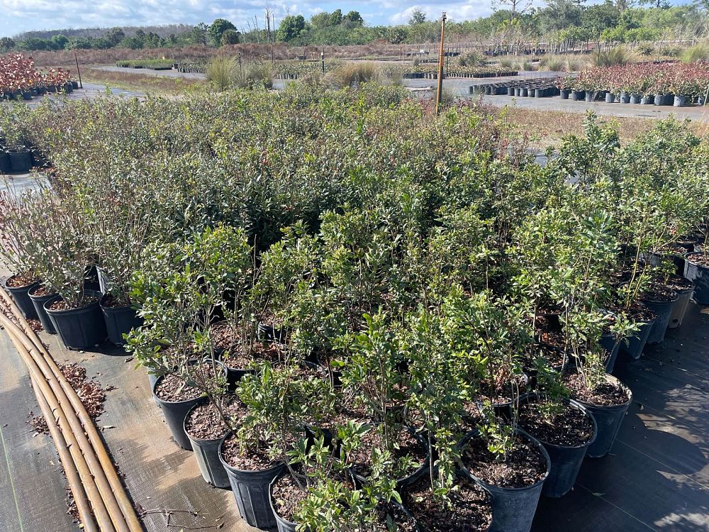 myrica-cerifera-southern-wax-myrtle-southern-bayberry-morella-cerifera
