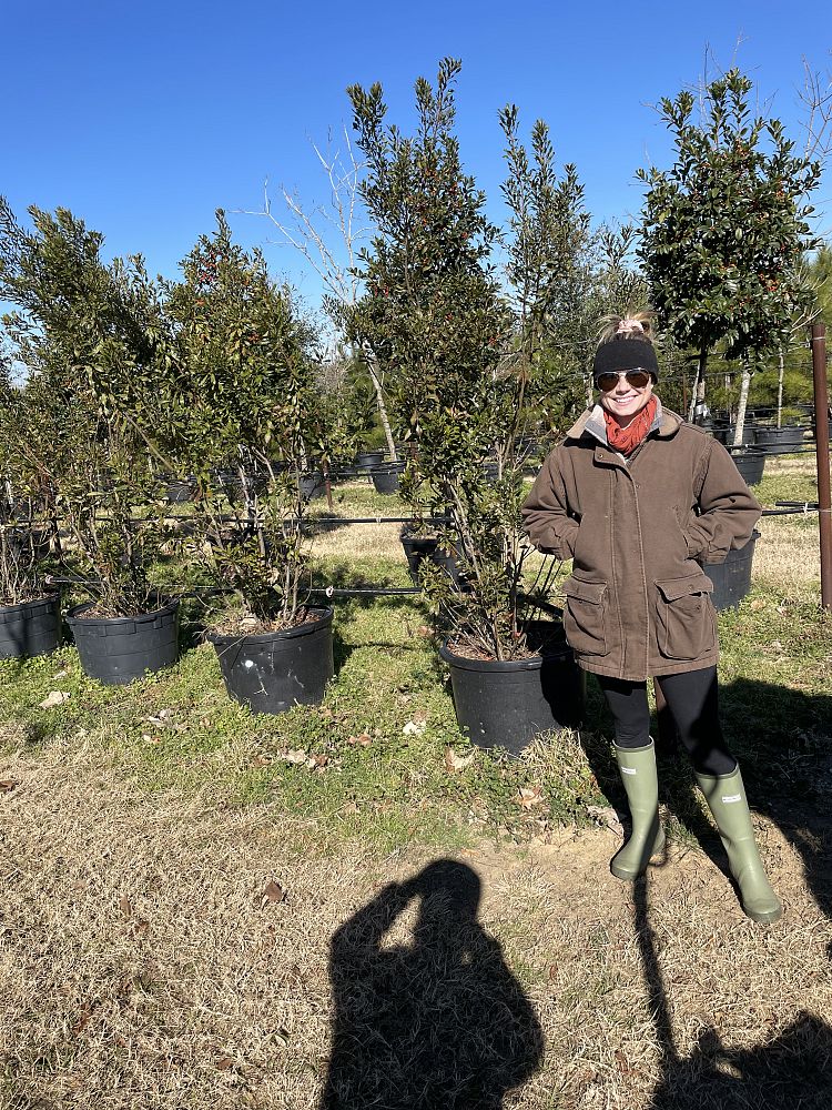 myrica-cerifera-southern-wax-myrtle-southern-bayberry-morella-cerifera