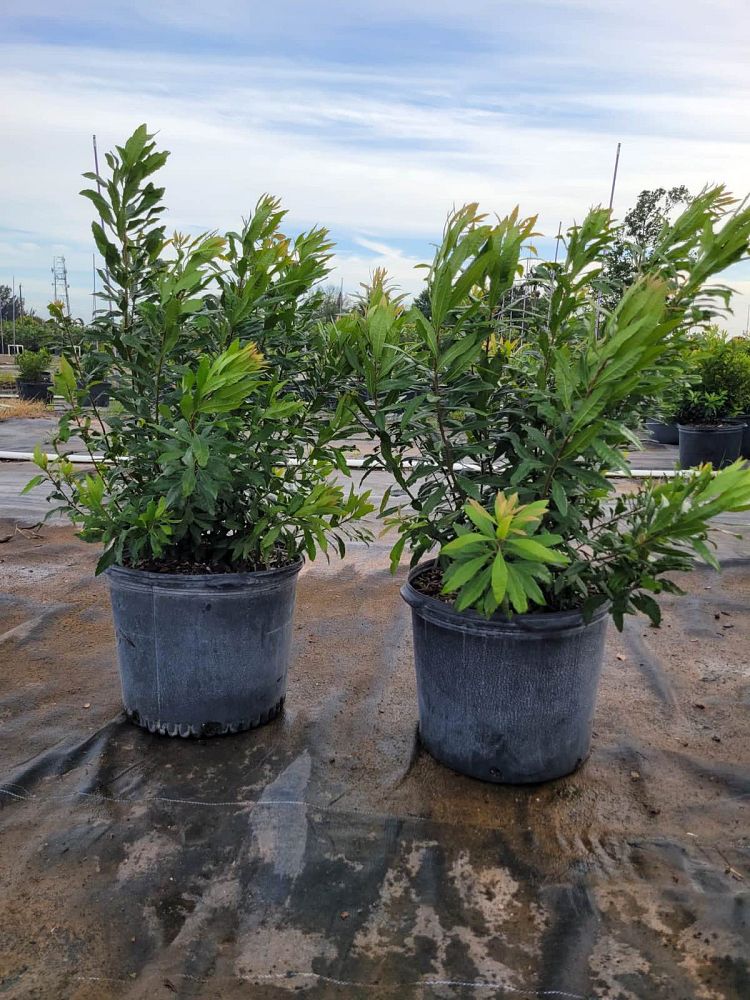 myrica-cerifera-southern-wax-myrtle-southern-bayberry-morella-cerifera