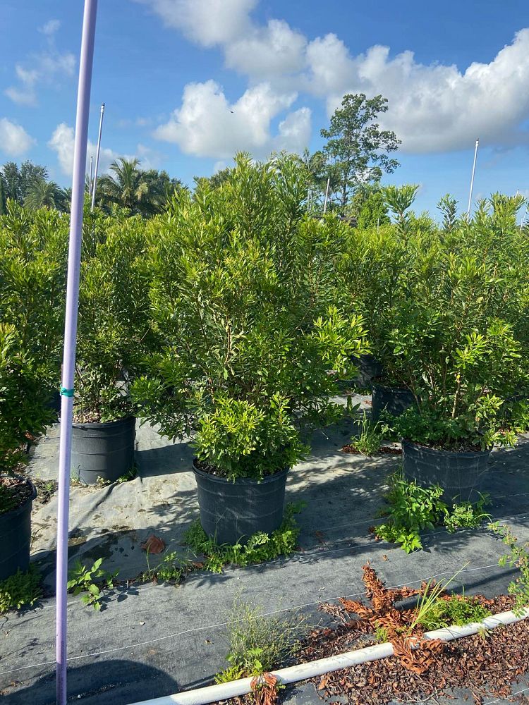 myrica-cerifera-southern-wax-myrtle-southern-bayberry-morella-cerifera