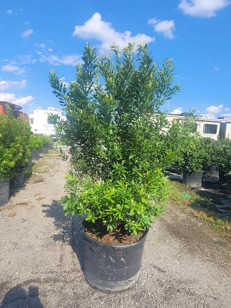 myrica-cerifera-southern-wax-myrtle-southern-bayberry-morella-cerifera
