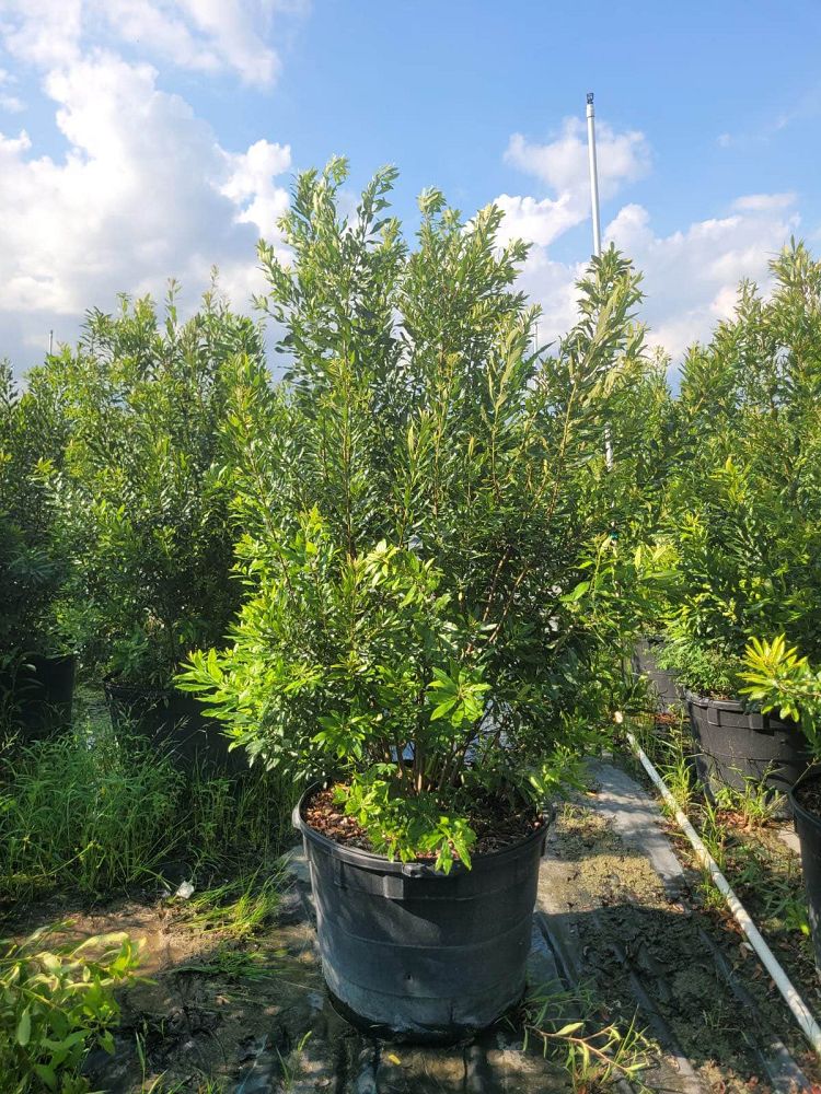 myrica-cerifera-southern-wax-myrtle-southern-bayberry-morella-cerifera