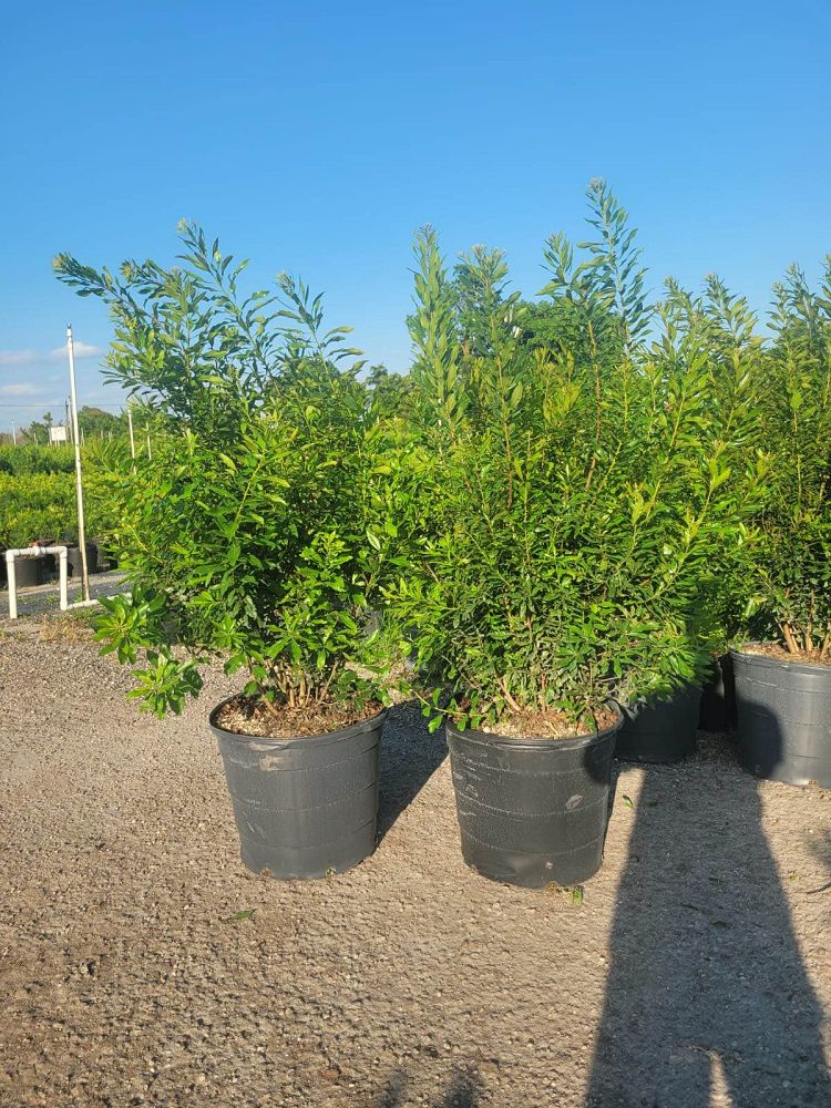 myrica-cerifera-southern-wax-myrtle-southern-bayberry-morella-cerifera