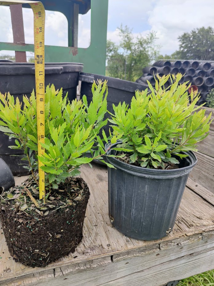 myrica-cerifera-southern-wax-myrtle-southern-bayberry-morella-cerifera