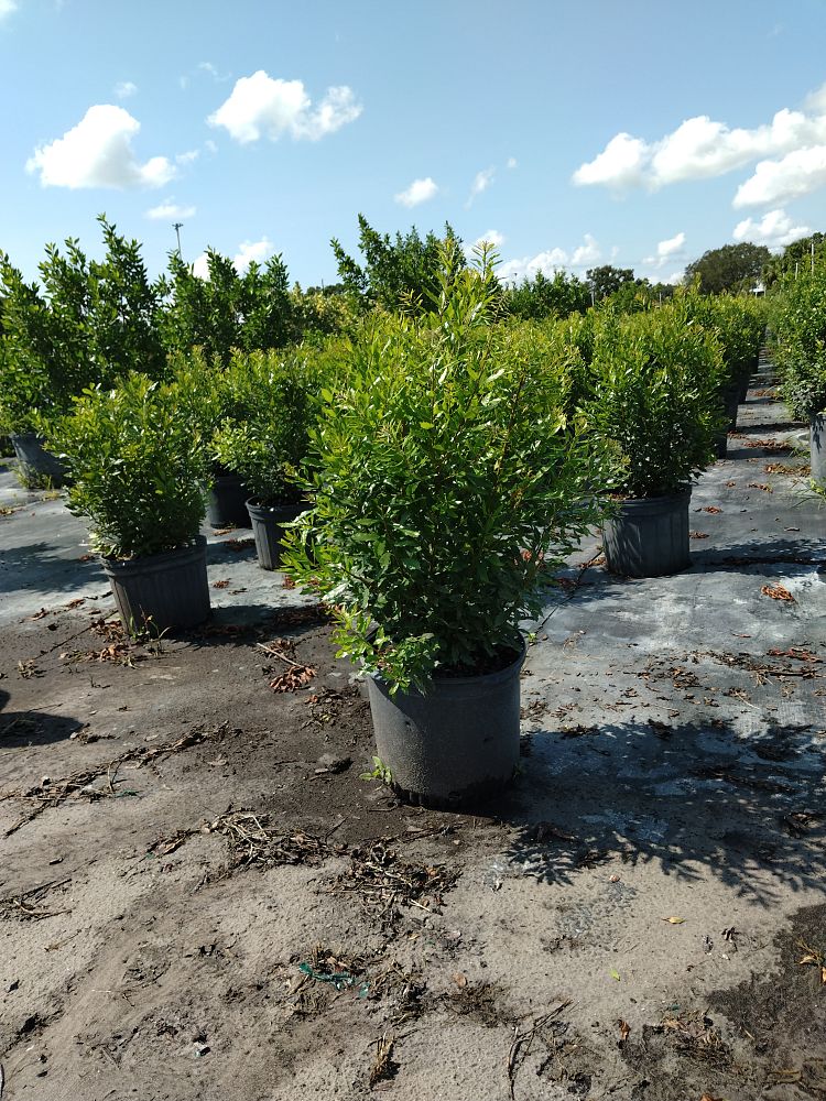 myrica-cerifera-southern-wax-myrtle-southern-bayberry-morella-cerifera