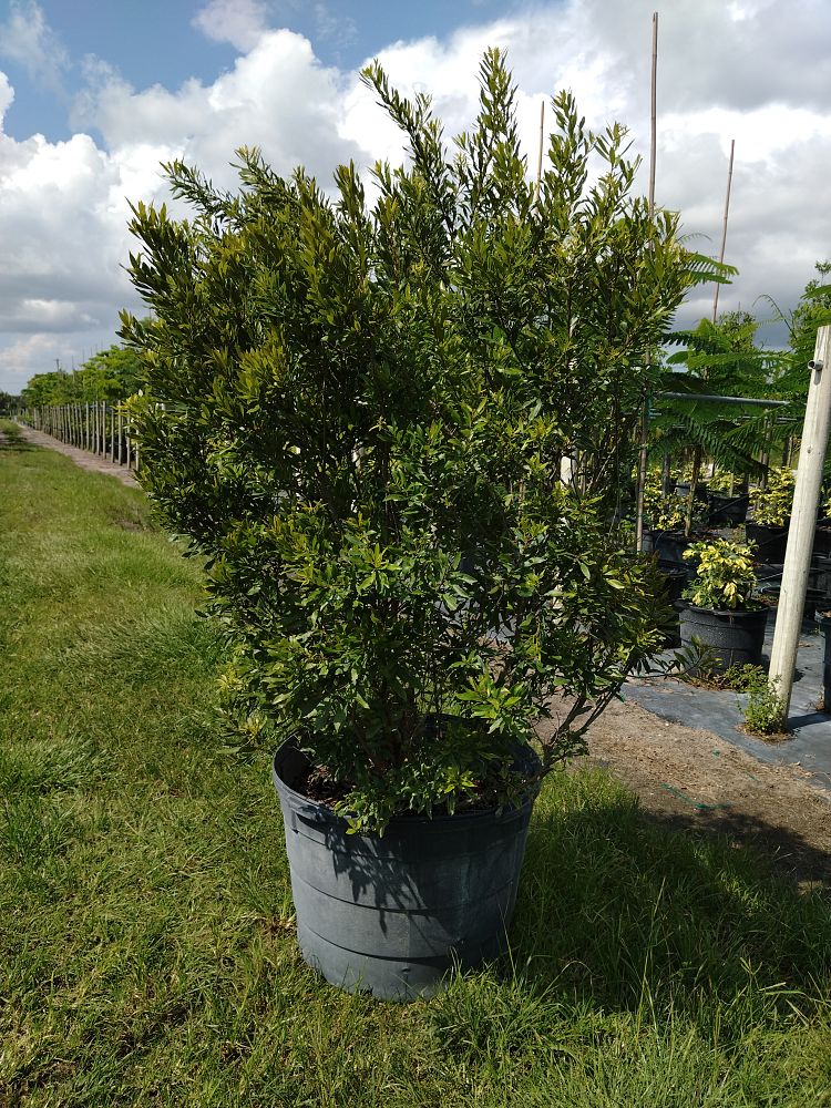 myrica-cerifera-southern-wax-myrtle-southern-bayberry-morella-cerifera