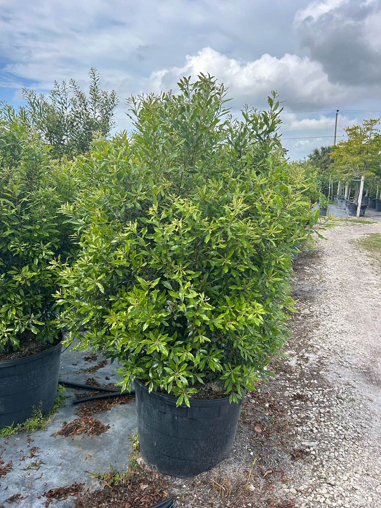 myrica-cerifera-southern-wax-myrtle-southern-bayberry-morella-cerifera