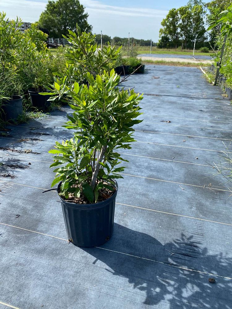 myrica-cerifera-southern-wax-myrtle-southern-bayberry-morella-cerifera