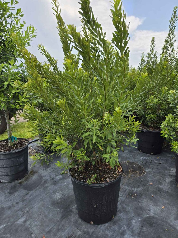 myrica-cerifera-southern-wax-myrtle-southern-bayberry-morella-cerifera