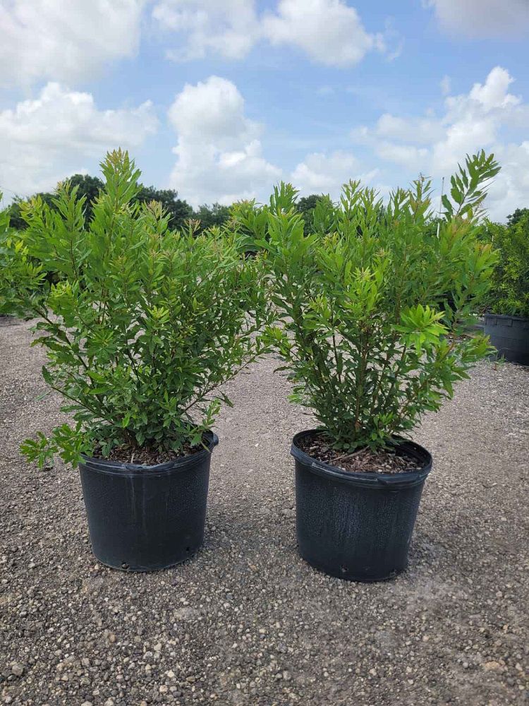 myrica-cerifera-southern-wax-myrtle-southern-bayberry-morella-cerifera