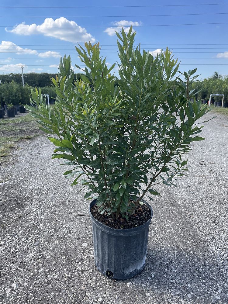 myrica-cerifera-southern-wax-myrtle-southern-bayberry-morella-cerifera