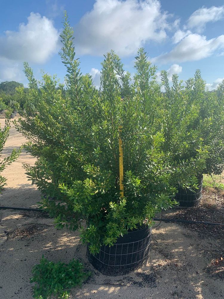 myrica-cerifera-southern-wax-myrtle-southern-bayberry-morella-cerifera