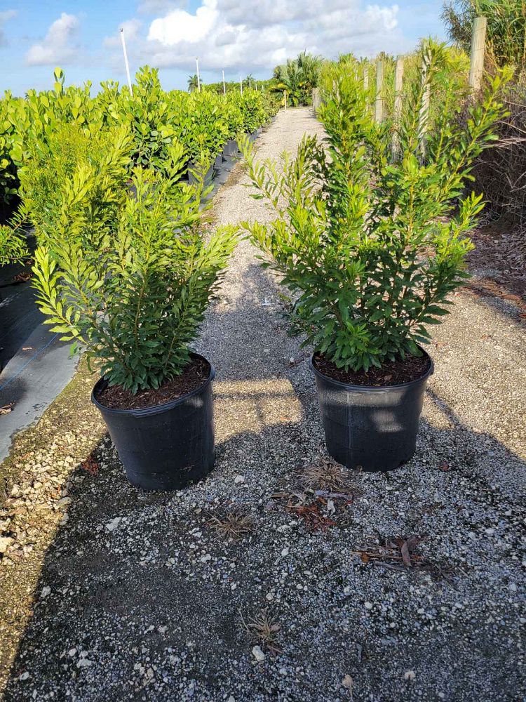 myrica-cerifera-southern-wax-myrtle-southern-bayberry-morella-cerifera