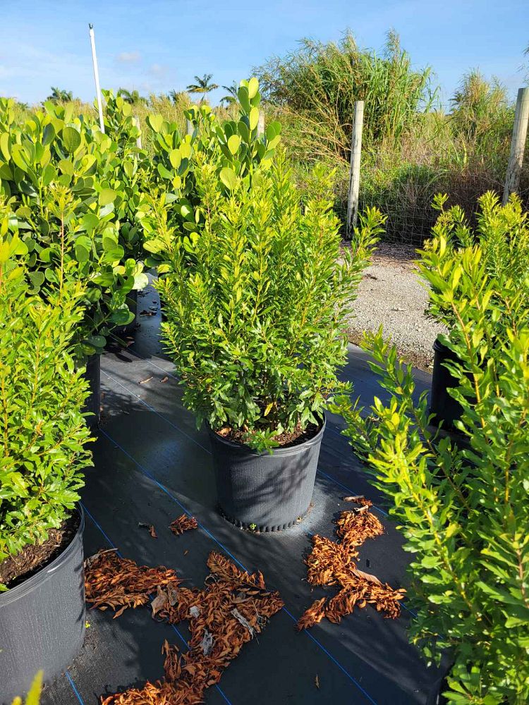 myrica-cerifera-southern-wax-myrtle-southern-bayberry-morella-cerifera