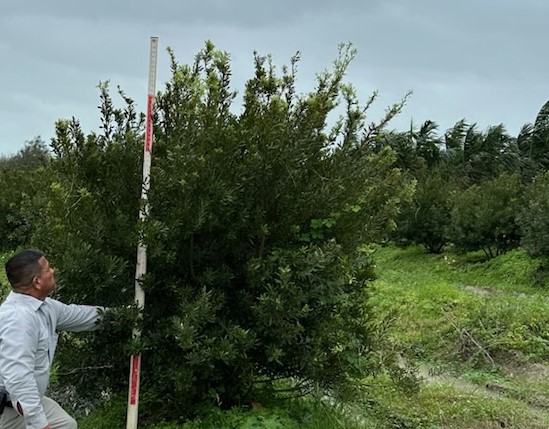 myrica-cerifera-southern-wax-myrtle-southern-bayberry-morella-cerifera