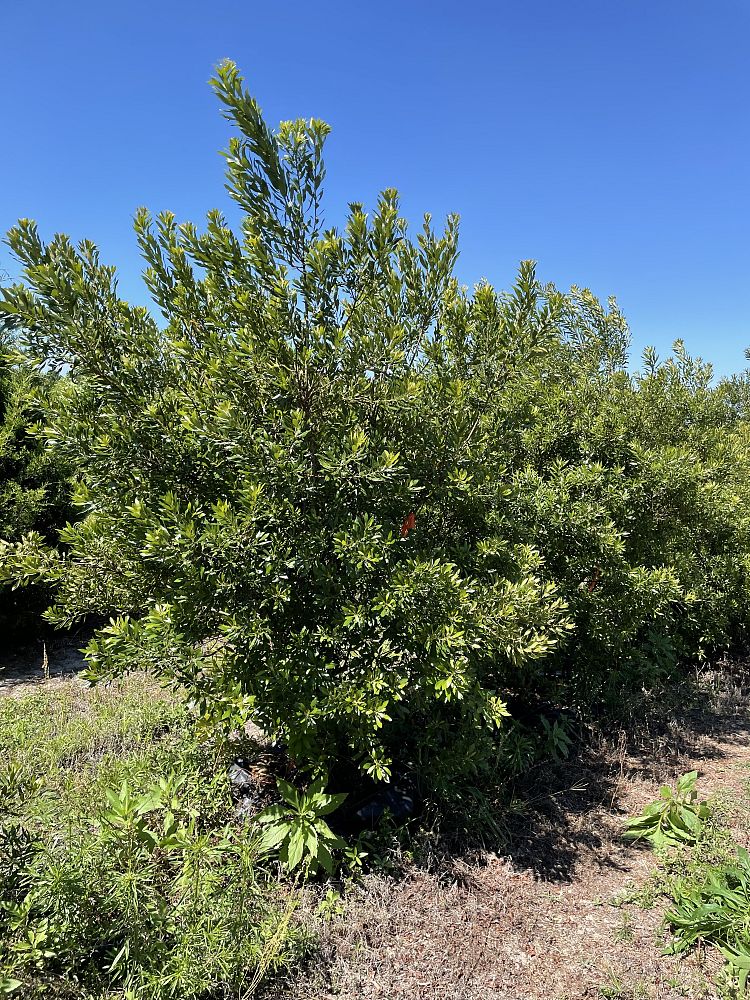 myrica-cerifera-southern-wax-myrtle-southern-bayberry-morella-cerifera