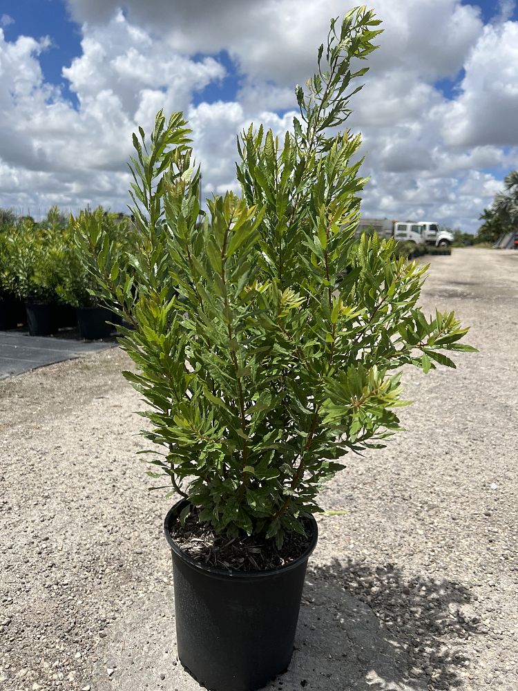 myrica-cerifera-southern-wax-myrtle-southern-bayberry-morella-cerifera