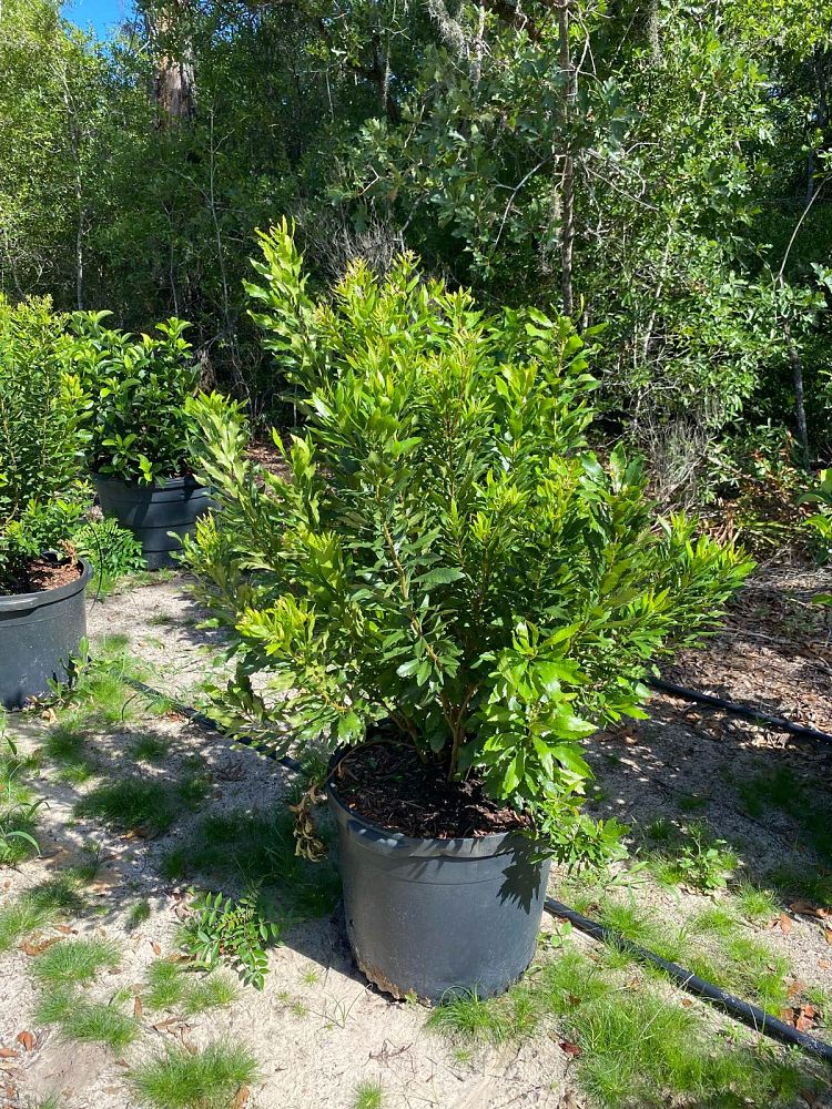 myrica-cerifera-southern-wax-myrtle-southern-bayberry-morella-cerifera