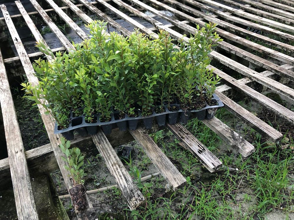 myrica-cerifera-southern-wax-myrtle-southern-bayberry-morella-cerifera