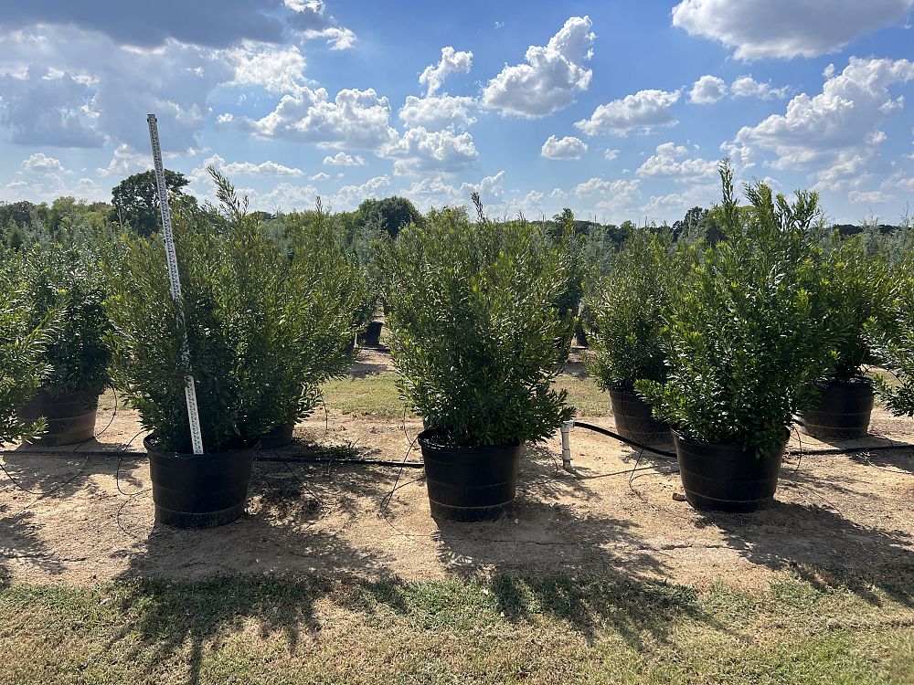 myrica-cerifera-southern-wax-myrtle-southern-bayberry-morella-cerifera
