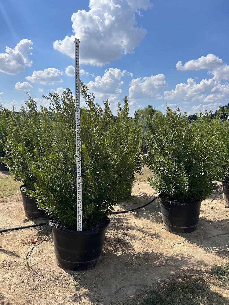 myrica-cerifera-southern-wax-myrtle-southern-bayberry-morella-cerifera