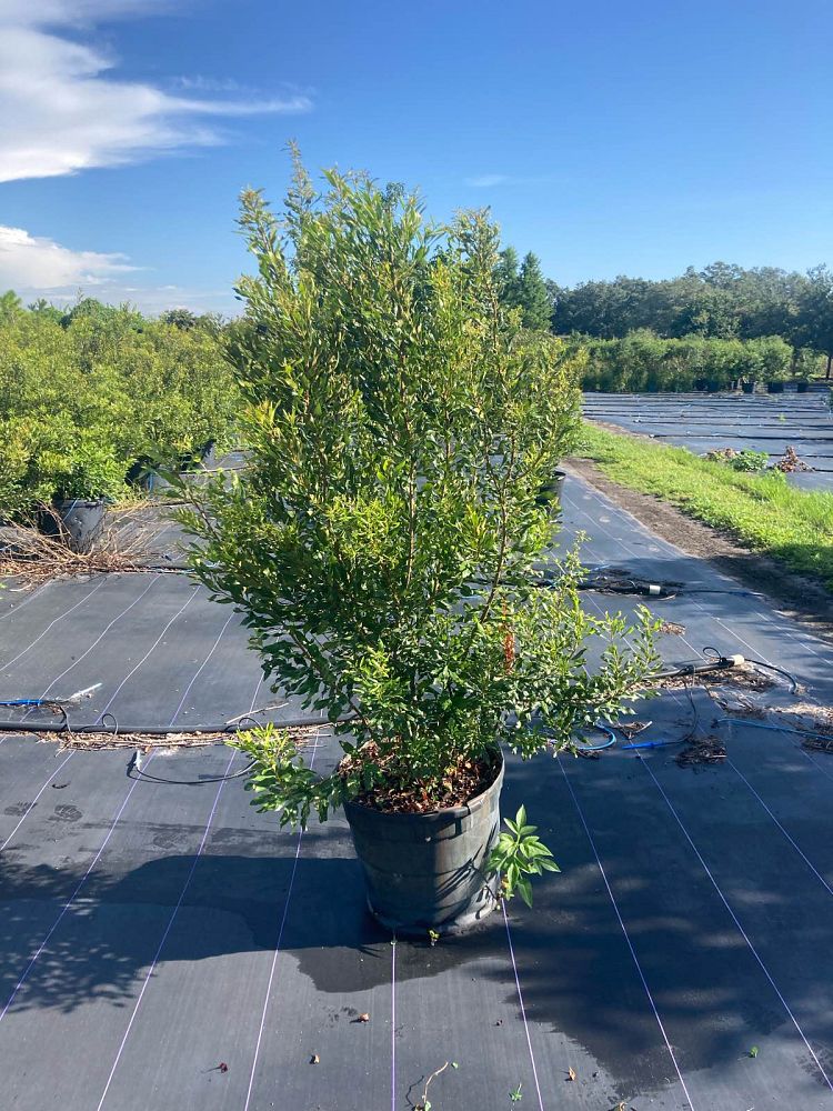 myrica-cerifera-southern-wax-myrtle-southern-bayberry-morella-cerifera