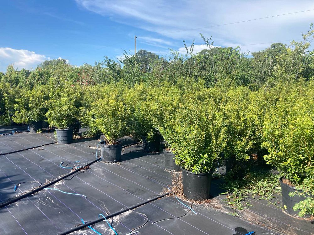 myrica-cerifera-southern-wax-myrtle-southern-bayberry-morella-cerifera