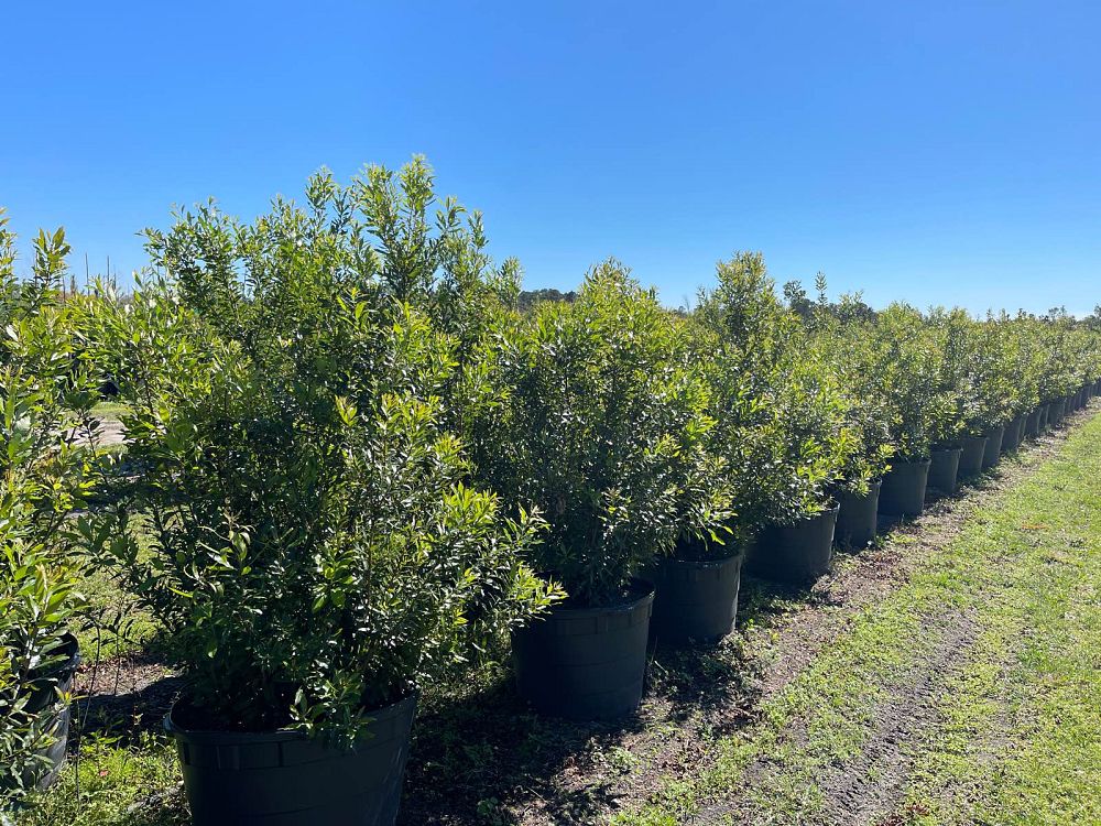 myrica-cerifera-southern-wax-myrtle-southern-bayberry-morella-cerifera