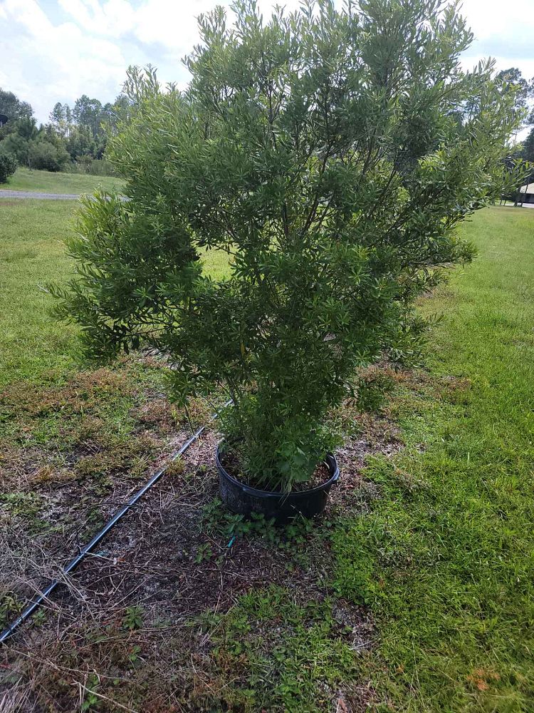 myrica-cerifera-southern-wax-myrtle-southern-bayberry-morella-cerifera