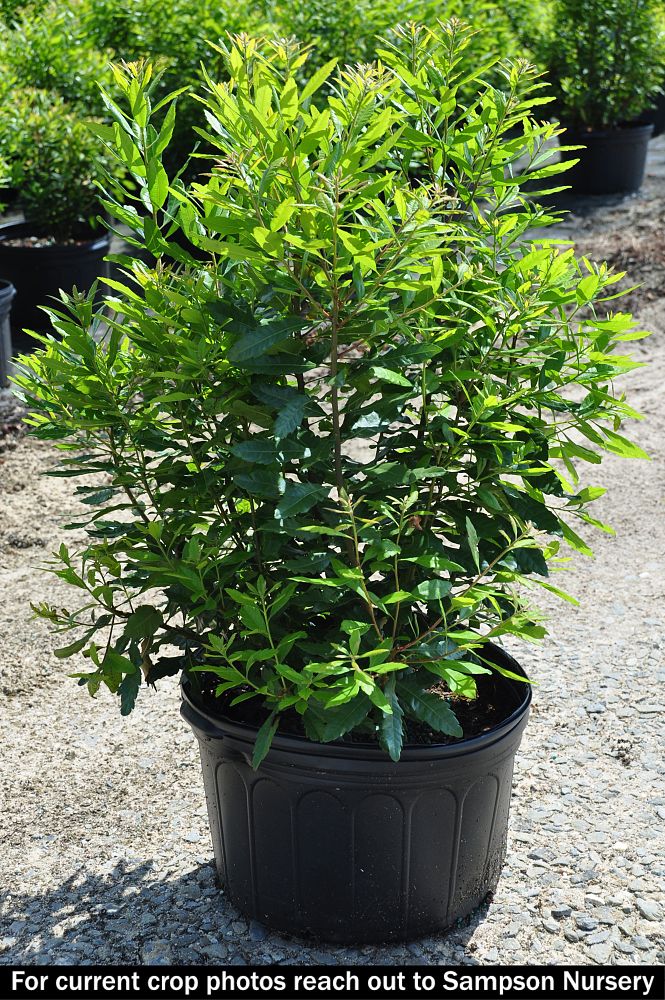 myrica-cerifera-southern-wax-myrtle-southern-bayberry-morella-cerifera