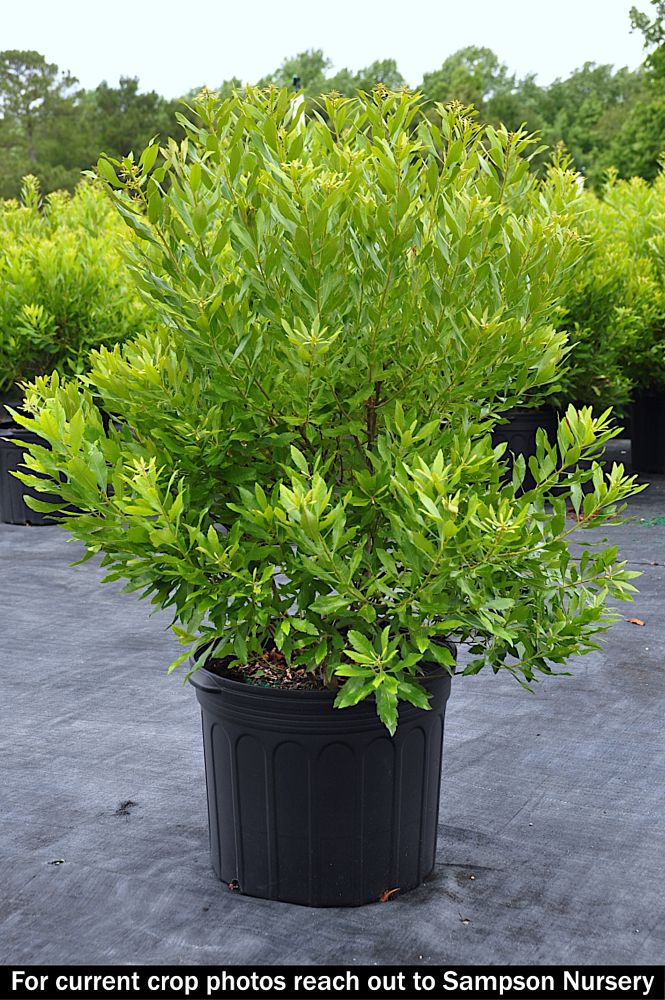 myrica-cerifera-southern-wax-myrtle-southern-bayberry-morella-cerifera