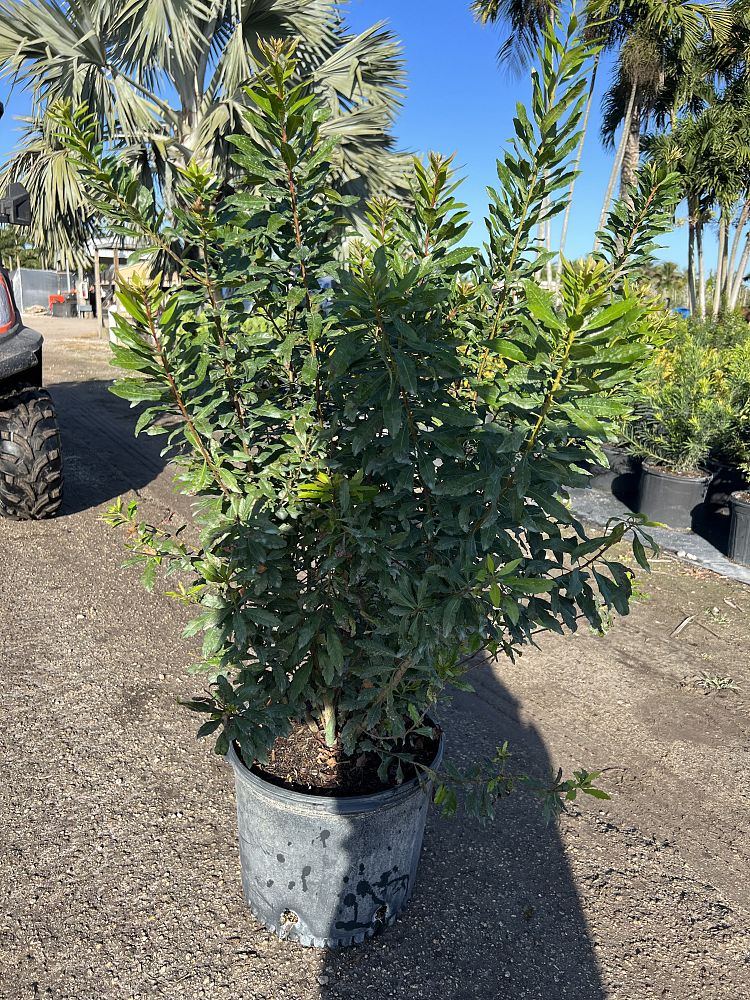 myrica-cerifera-southern-wax-myrtle-southern-bayberry-morella-cerifera