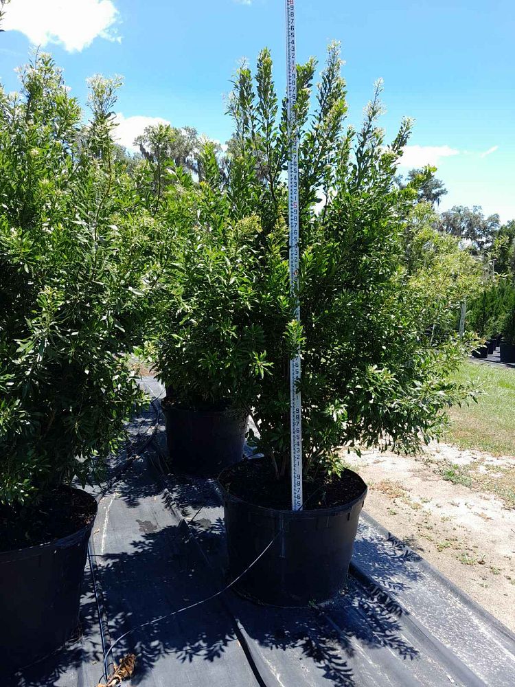myrica-cerifera-southern-wax-myrtle-southern-bayberry-morella-cerifera