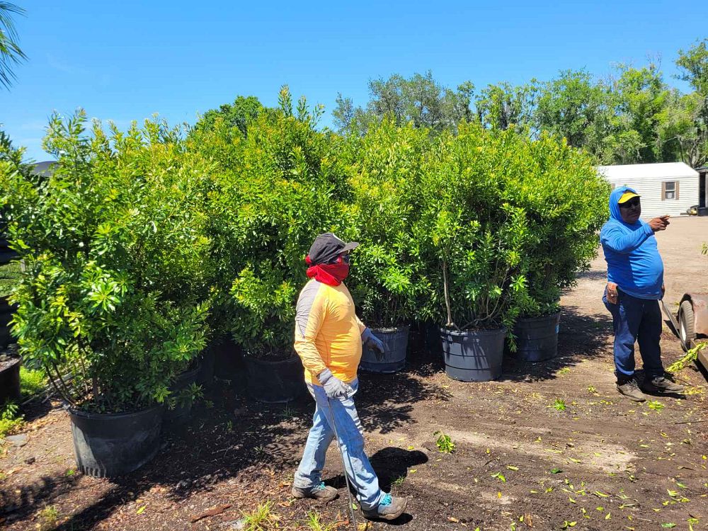 myrica-cerifera-southern-wax-myrtle-southern-bayberry-morella-cerifera