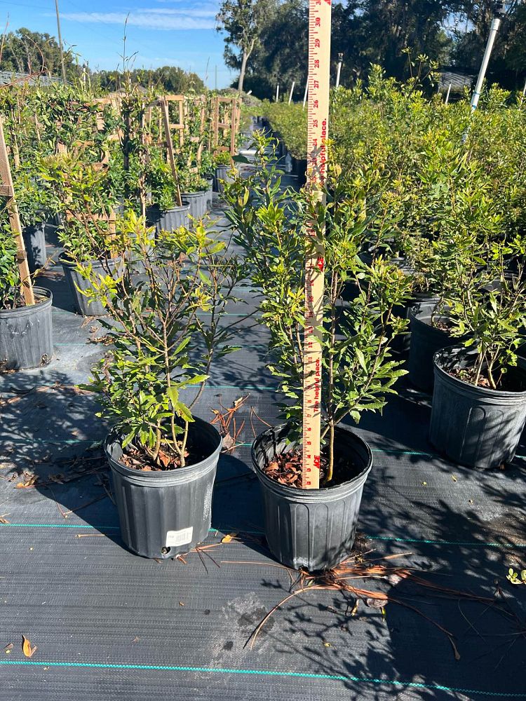 myrica-cerifera-southern-wax-myrtle-southern-bayberry-morella-cerifera