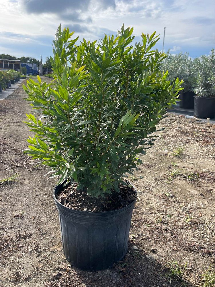 myrica-cerifera-southern-wax-myrtle-southern-bayberry-morella-cerifera