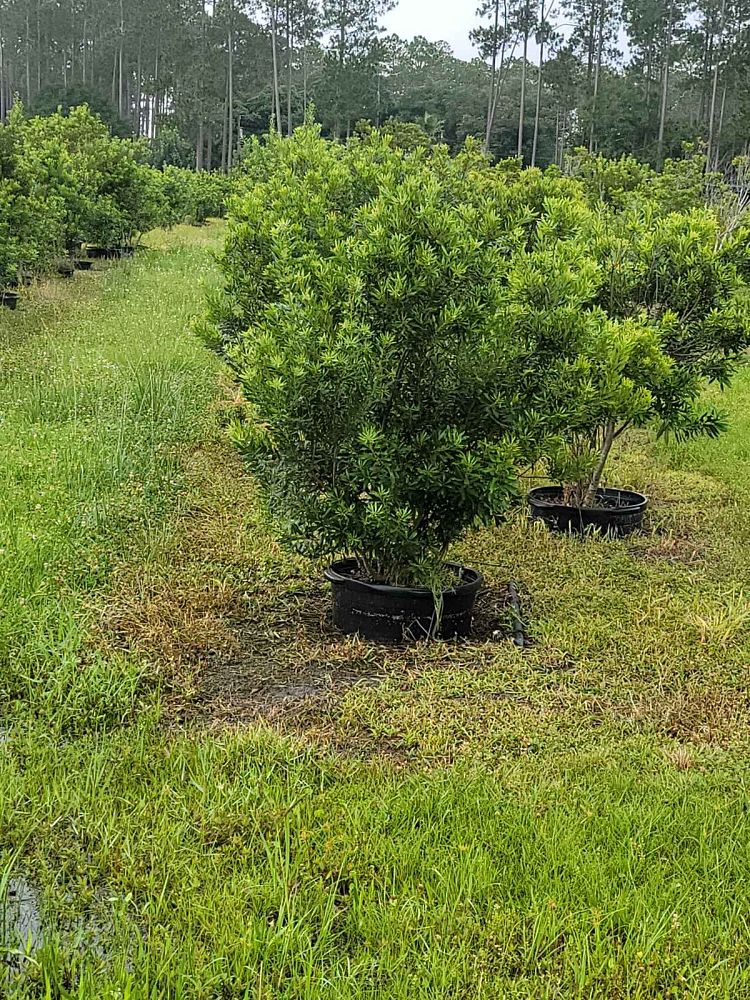 myrica-cerifera-southern-wax-myrtle-southern-bayberry-morella-cerifera