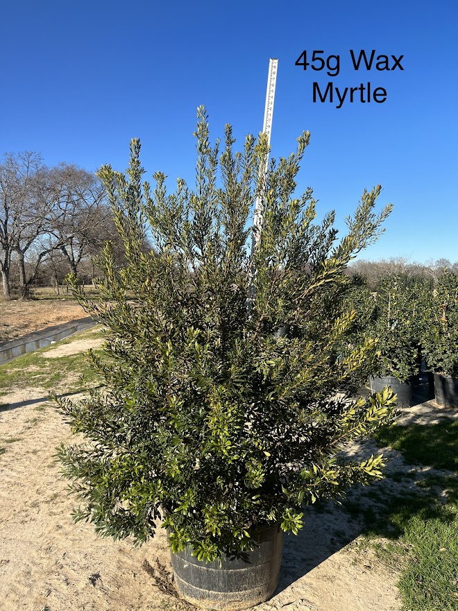 myrica-cerifera-southern-wax-myrtle-southern-bayberry-morella-cerifera