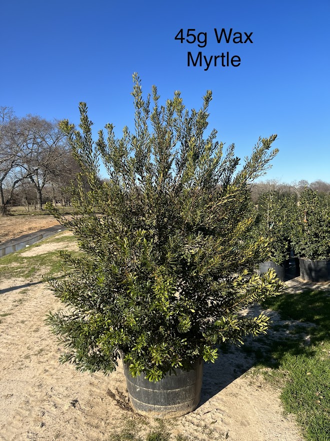 myrica-cerifera-southern-wax-myrtle-southern-bayberry-morella-cerifera