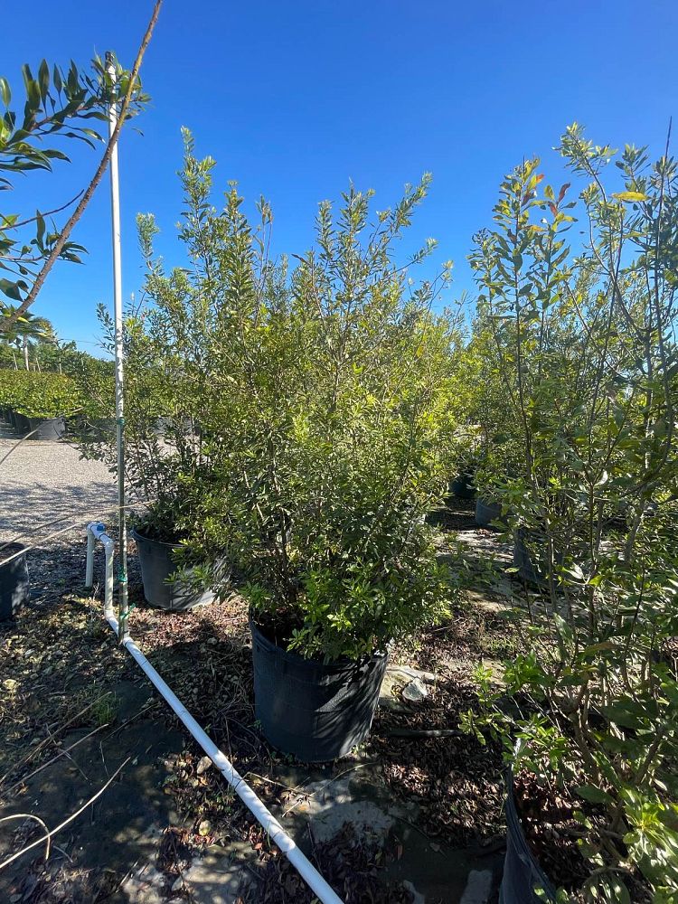 myrica-cerifera-southern-wax-myrtle-southern-bayberry-morella-cerifera