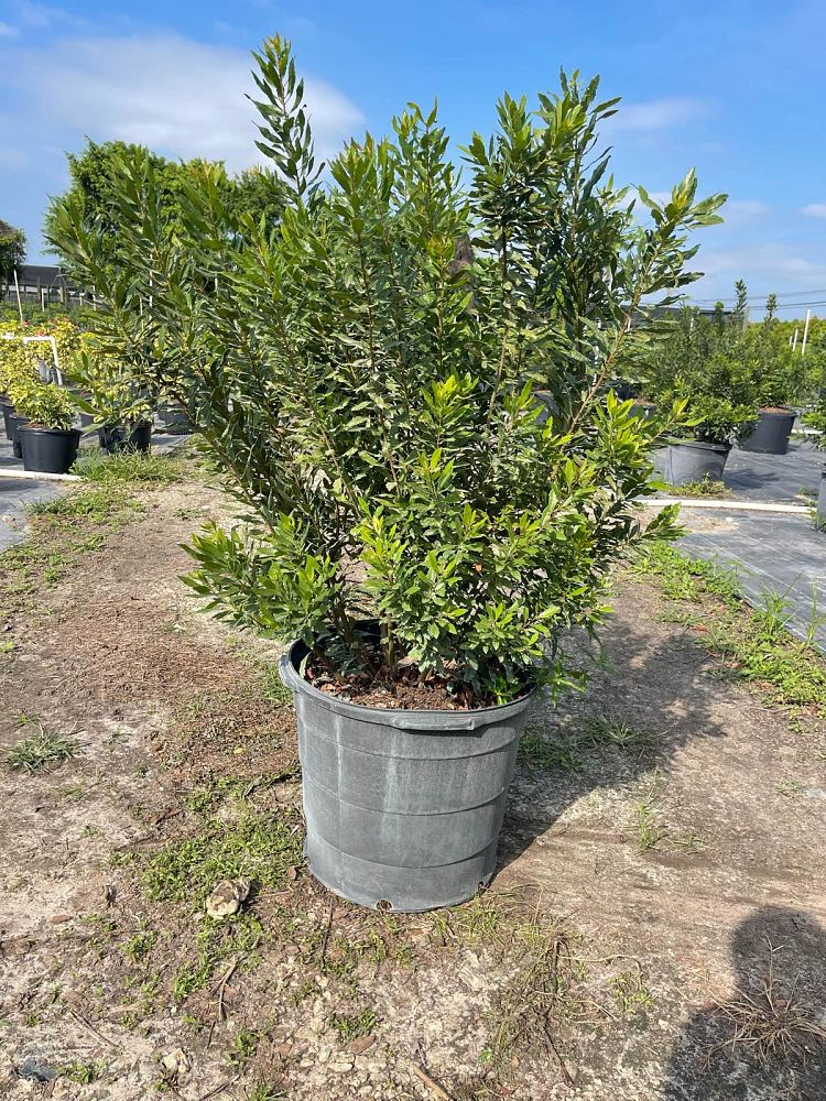 myrica-cerifera-southern-wax-myrtle-southern-bayberry-morella-cerifera
