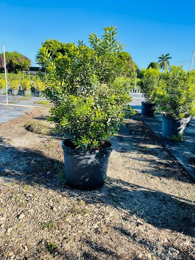 myrica-cerifera-southern-wax-myrtle-southern-bayberry-morella-cerifera