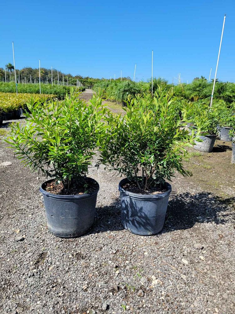 myrica-cerifera-southern-wax-myrtle-southern-bayberry-morella-cerifera