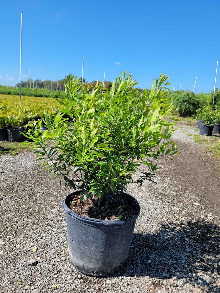 myrica-cerifera-southern-wax-myrtle-southern-bayberry-morella-cerifera